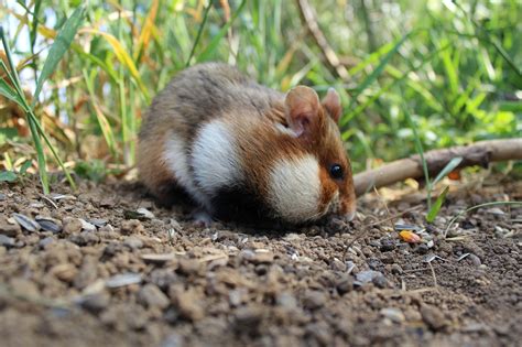 hamster pictures|400+ Free Hamster & Nature Images .